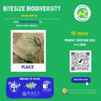 Weekly Bitesize Biodiversity Series (15 Minutes) - Plaice